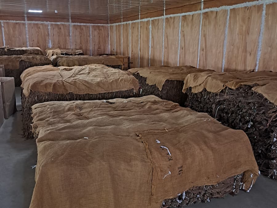 Fermentation of the tobacco for cigars