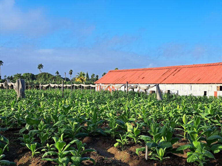 Tobacco-farm-Dominican-Republic